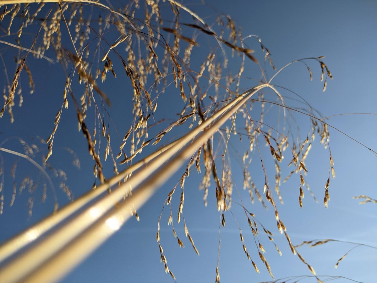 Inspirations végétales, paysage, douceur, lumière, émerveillement